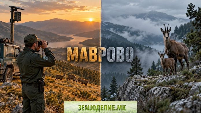 Лов или криволов? Вистината за дивокозите во Маврово лов во Маврово