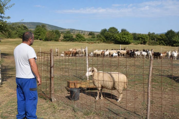 novo-zivotno-vo-stadoto-karantin-proverka-pred-mesanje Фармер набљудува овца во одделен карантински бокс пред мешање со стадото