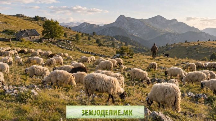 овци во Европа