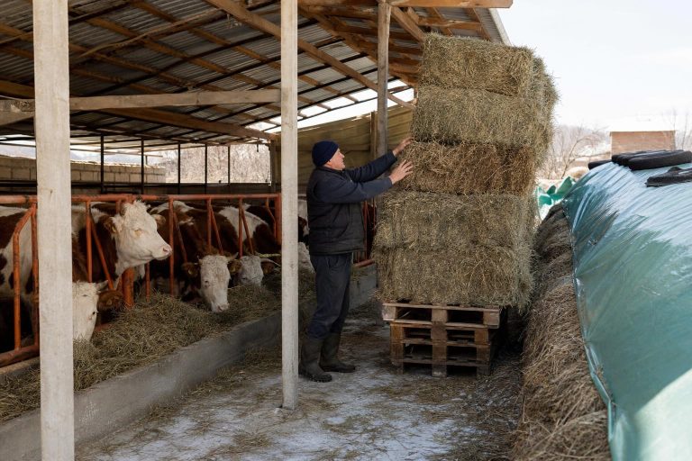 Сточна храна до пролет: како да се пресметаат залихите без недостиг и расипување