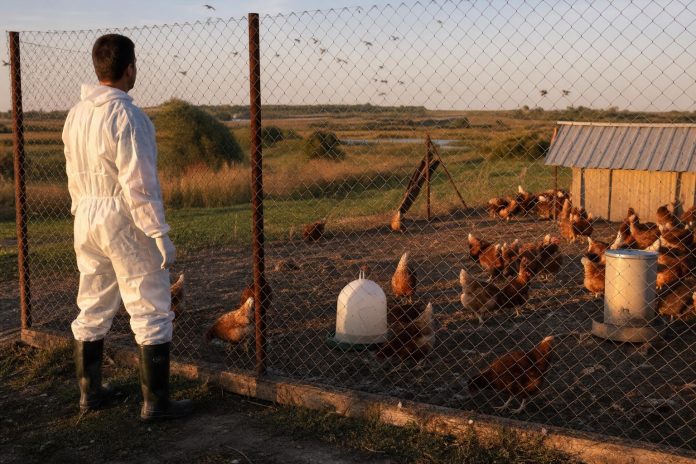 zapadnonilska-treska-kaj-pticite-prakticni-merki-zhivinarski-farmi Живинар проверува оградено јато и заштитени хранилки од диви птици