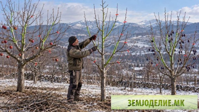 Зимско кастрење на јаболко, круша и слива: како правилно да се изберат гранките зимско кроење