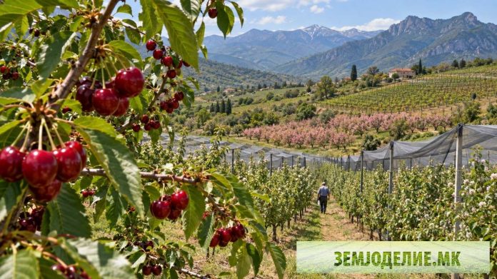 најисплатливо овошје
