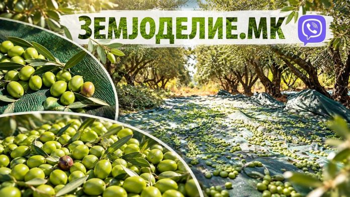 maslinki od makedonija маслинки од Македонија