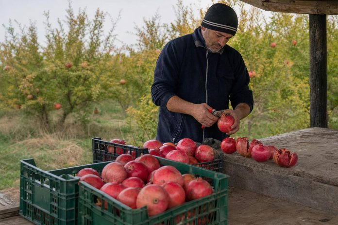 Калинката по бербата: чекори против пукање, гниење и оштетувања Сортирање зрели калинки во плитки гајби по бербата