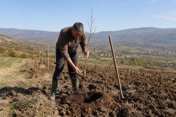 Земјоделец поставува овошна садница во подготвена јама на тешка почва